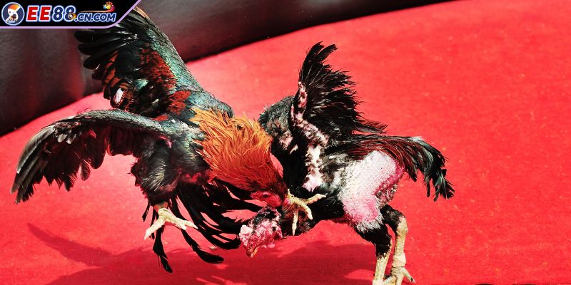 Đá Gà Savan nét đẹp truyền thống trong thế giới hiện đại