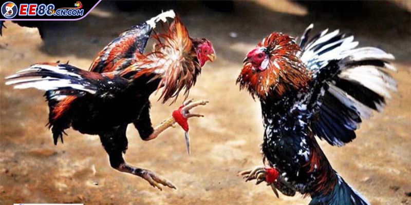 Hướng dẫn tân thủ tham gia đấu gà C2 với bí kíp bất bại
