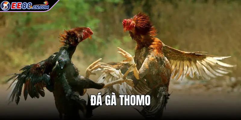 Khám phá đấu trường đá gà thomo đầy chuyên nghiệp