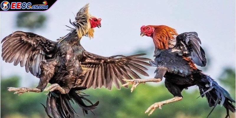 Liệt kê những thể loại cá cược chọi kê trong giải C2 uy tín